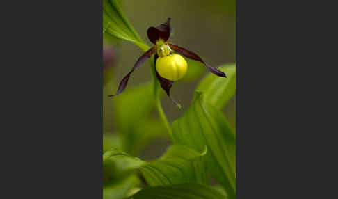 Frauenschuh (Cypripedium calceolus)