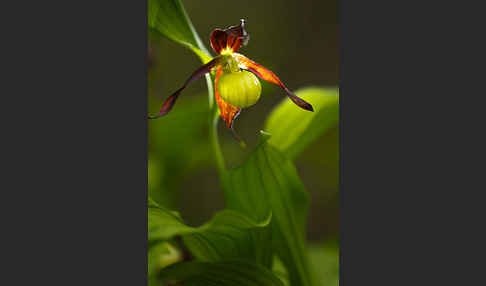 Frauenschuh (Cypripedium calceolus)