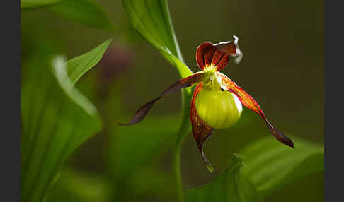 Frauenschuh (Cypripedium calceolus)