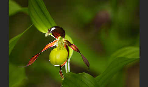 Frauenschuh (Cypripedium calceolus)