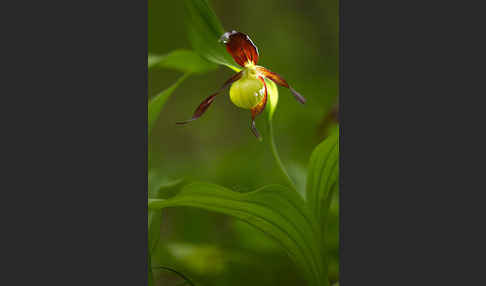 Frauenschuh (Cypripedium calceolus)