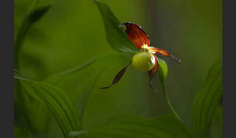 Frauenschuh (Cypripedium calceolus)