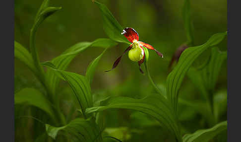 Frauenschuh (Cypripedium calceolus)