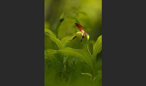 Frauenschuh (Cypripedium calceolus)