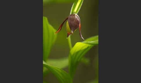 Frauenschuh (Cypripedium calceolus)