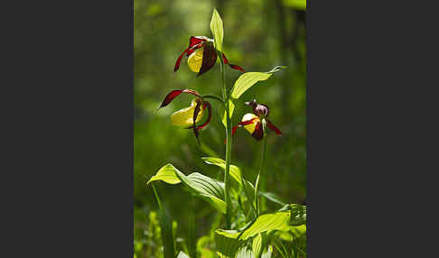 Frauenschuh (Cypripedium calceolus)