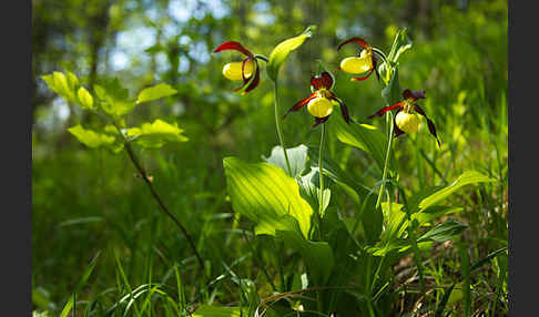 Frauenschuh (Cypripedium calceolus)