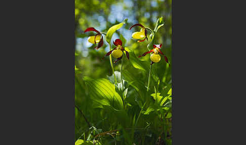 Frauenschuh (Cypripedium calceolus)