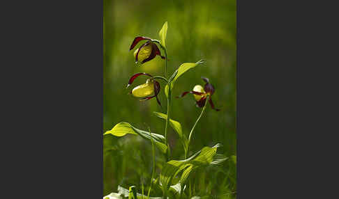 Frauenschuh (Cypripedium calceolus)