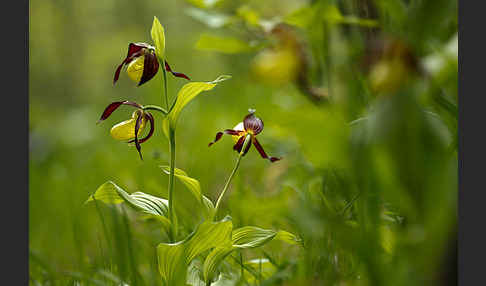 Frauenschuh (Cypripedium calceolus)