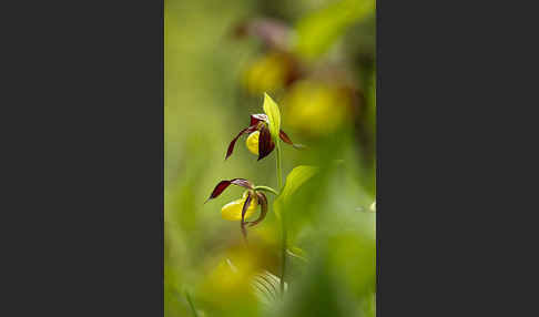 Frauenschuh (Cypripedium calceolus)