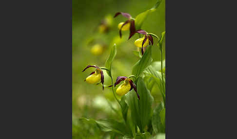 Frauenschuh (Cypripedium calceolus)