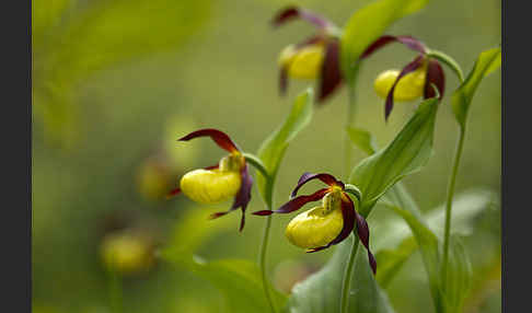 Frauenschuh (Cypripedium calceolus)