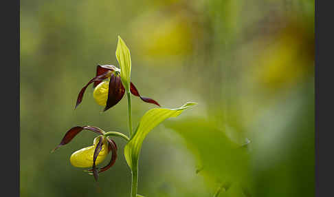 Frauenschuh (Cypripedium calceolus)