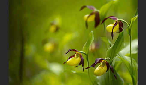 Frauenschuh (Cypripedium calceolus)