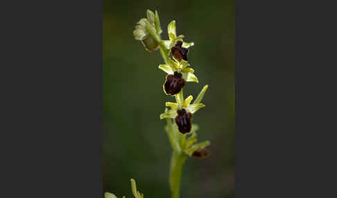 Spinnen-Ragwurz (Ophrys sphegodes)