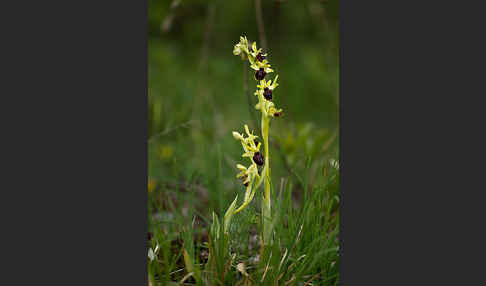 Spinnen-Ragwurz (Ophrys sphegodes)