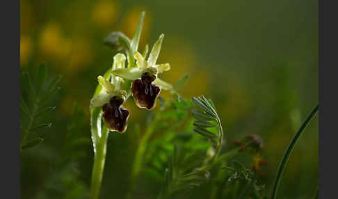 Spinnen-Ragwurz (Ophrys sphegodes)