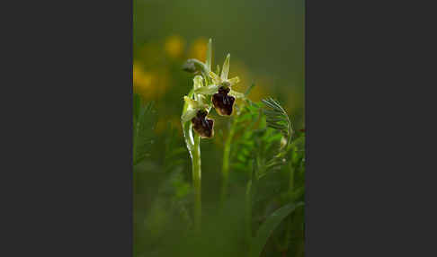 Spinnen-Ragwurz (Ophrys sphegodes)