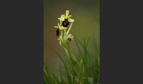 Spinnen-Ragwurz (Ophrys sphegodes)