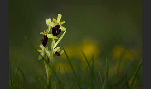 Spinnen-Ragwurz (Ophrys sphegodes)