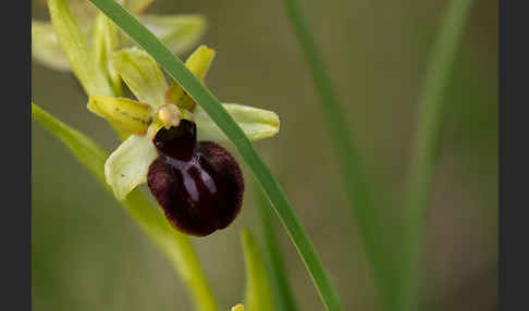 Spinnen-Ragwurz (Ophrys sphegodes)