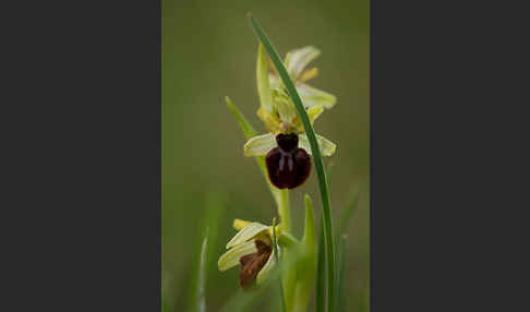 Spinnen-Ragwurz (Ophrys sphegodes)