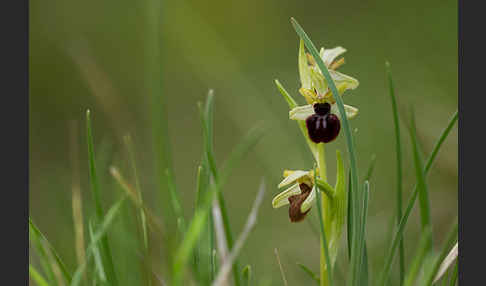 Spinnen-Ragwurz (Ophrys sphegodes)