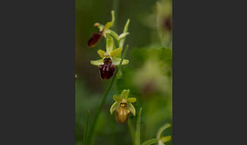 Spinnen-Ragwurz (Ophrys sphegodes)