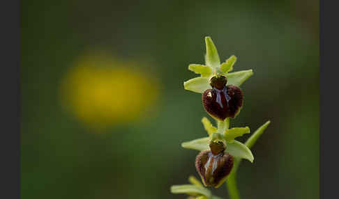 Spinnen-Ragwurz (Ophrys sphegodes)