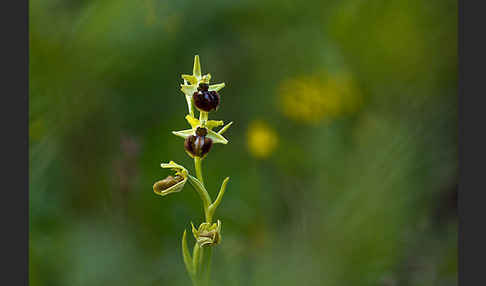 Spinnen-Ragwurz (Ophrys sphegodes)