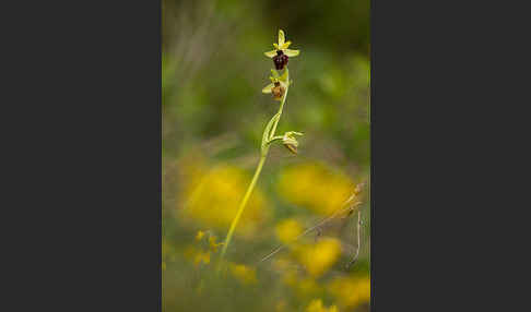 Spinnen-Ragwurz (Ophrys sphegodes)