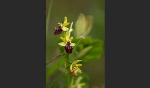 Spinnen-Ragwurz (Ophrys sphegodes)