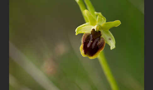 Spinnen-Ragwurz (Ophrys sphegodes)