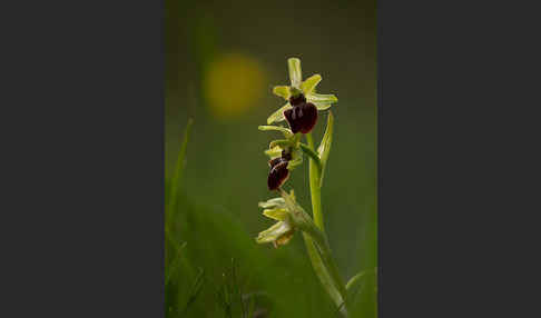 Spinnen-Ragwurz (Ophrys sphegodes)