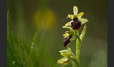 Spinnen-Ragwurz (Ophrys sphegodes)