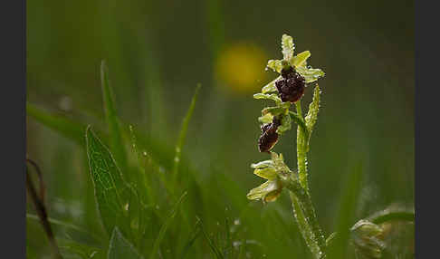 Spinnen-Ragwurz (Ophrys sphegodes)