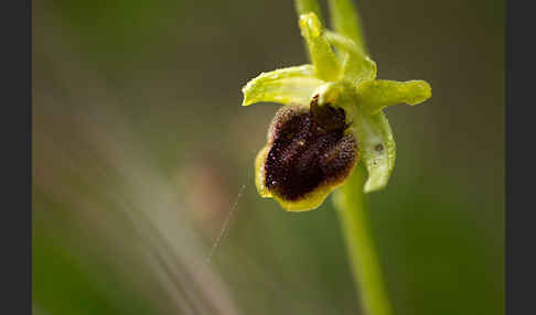 Spinnen-Ragwurz (Ophrys sphegodes)