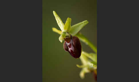 Spinnen-Ragwurz (Ophrys sphegodes)