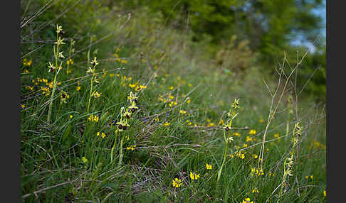 Spinnen-Ragwurz (Ophrys sphegodes)