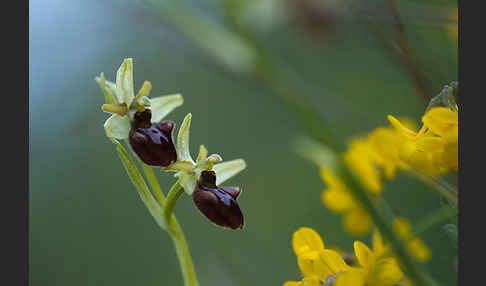 Spinnen-Ragwurz (Ophrys sphegodes)