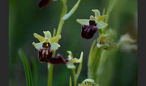 Spinnen-Ragwurz (Ophrys sphegodes)