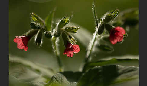 Rotes Lungenkraut (Pulmonaria rubra)