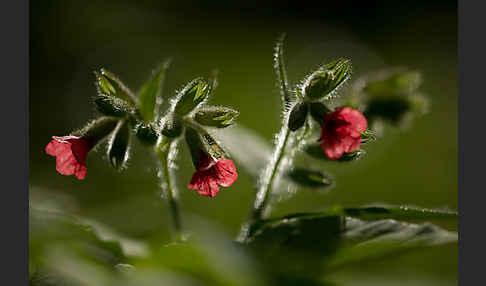 Rotes Lungenkraut (Pulmonaria rubra)