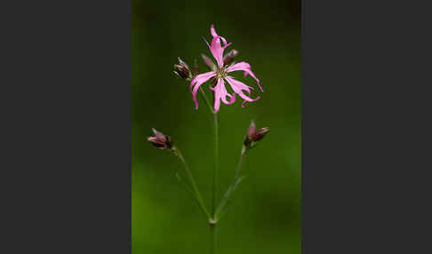 Kuckucks-Lichtnelke (Lychnis flos-cuculi)