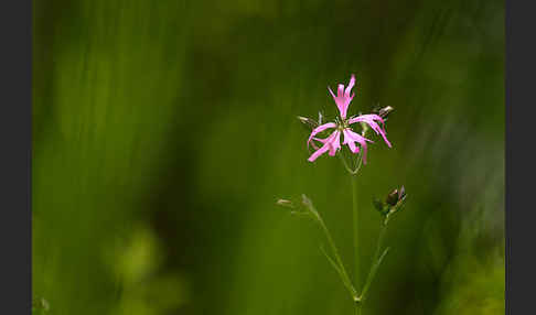 Kuckucks-Lichtnelke (Lychnis flos-cuculi)