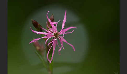 Kuckucks-Lichtnelke (Lychnis flos-cuculi)