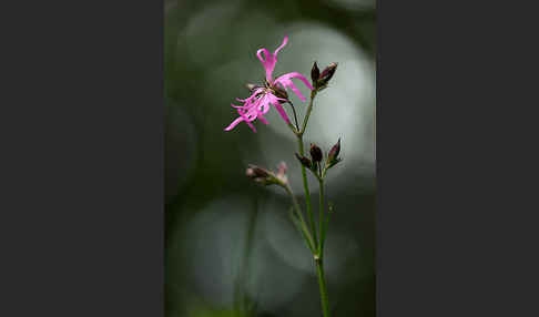 Kuckucks-Lichtnelke (Lychnis flos-cuculi)