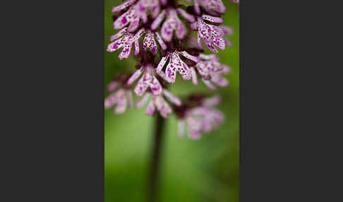 Purpur-Knabenkraut (Orchis purpurea)