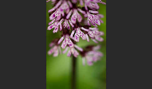 Purpur-Knabenkraut (Orchis purpurea)